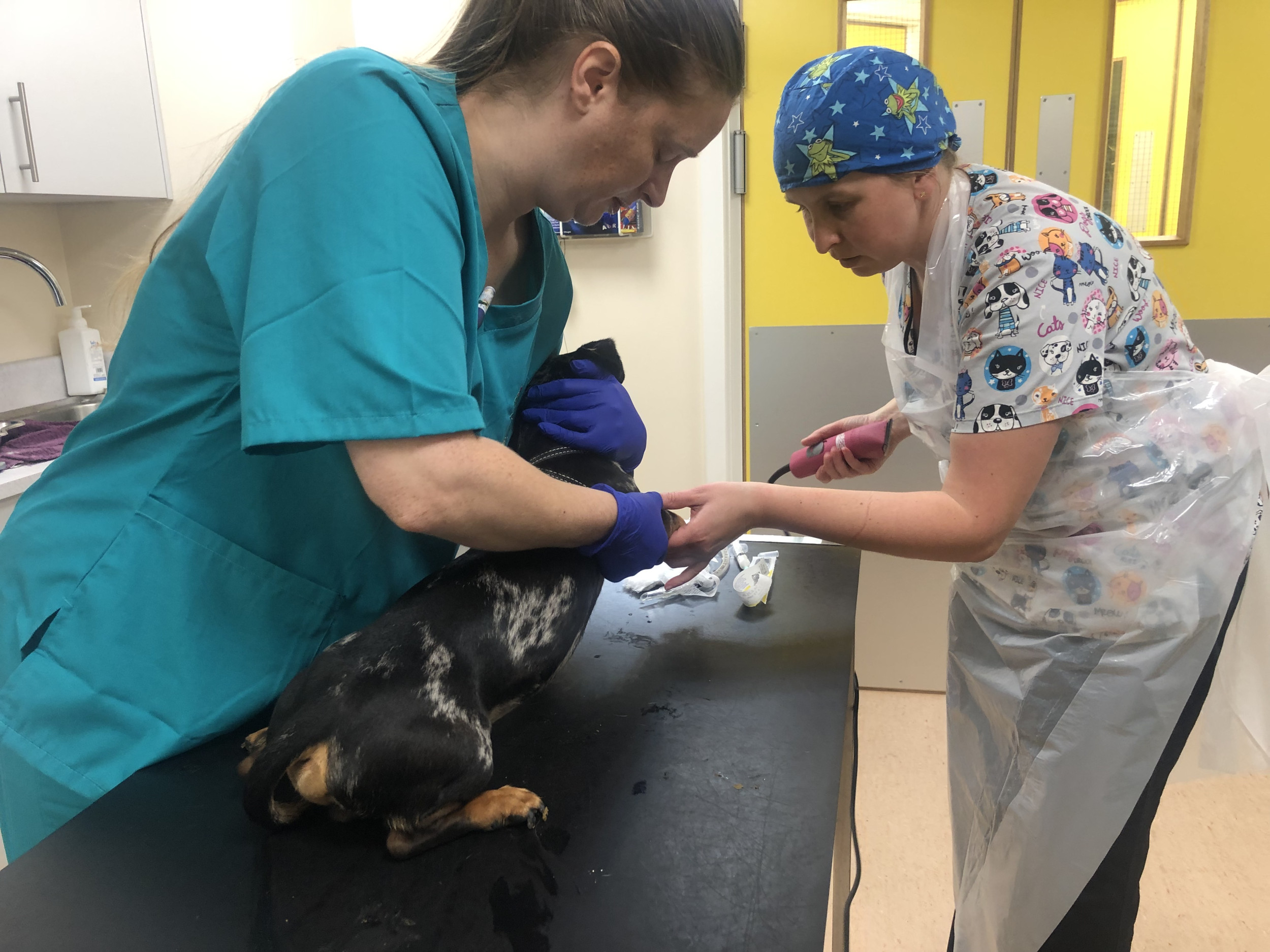 Vet Nurse Becky and Vet Emma preparing a patient for surgery